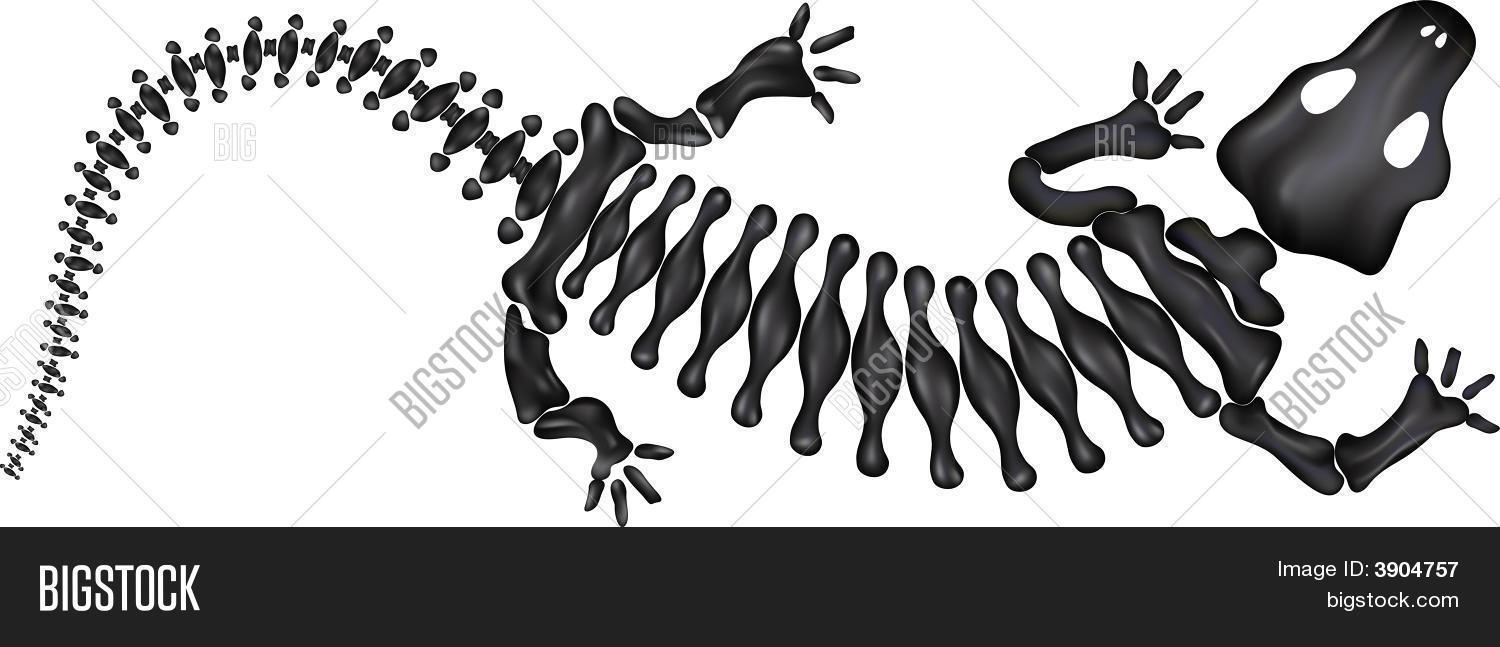 Imagen y foto Huesos De Lagartija (prueba gratis) | Bigstock