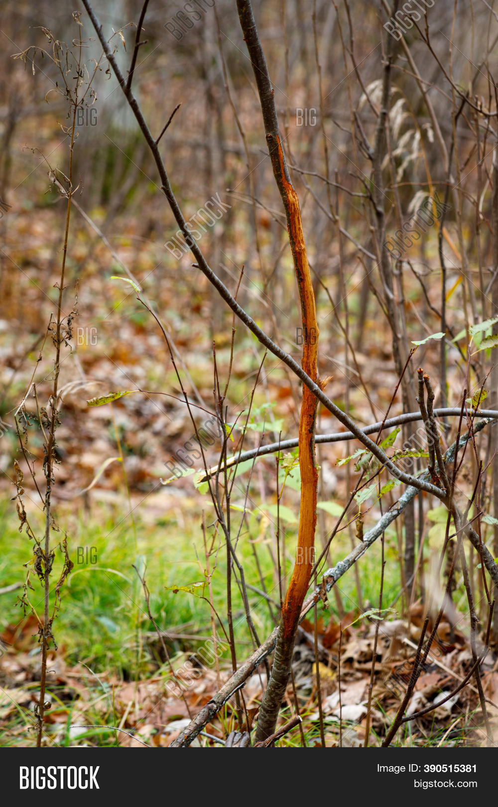 Fresh Deer Rub On Image & Photo (Free Trial) Bigstock