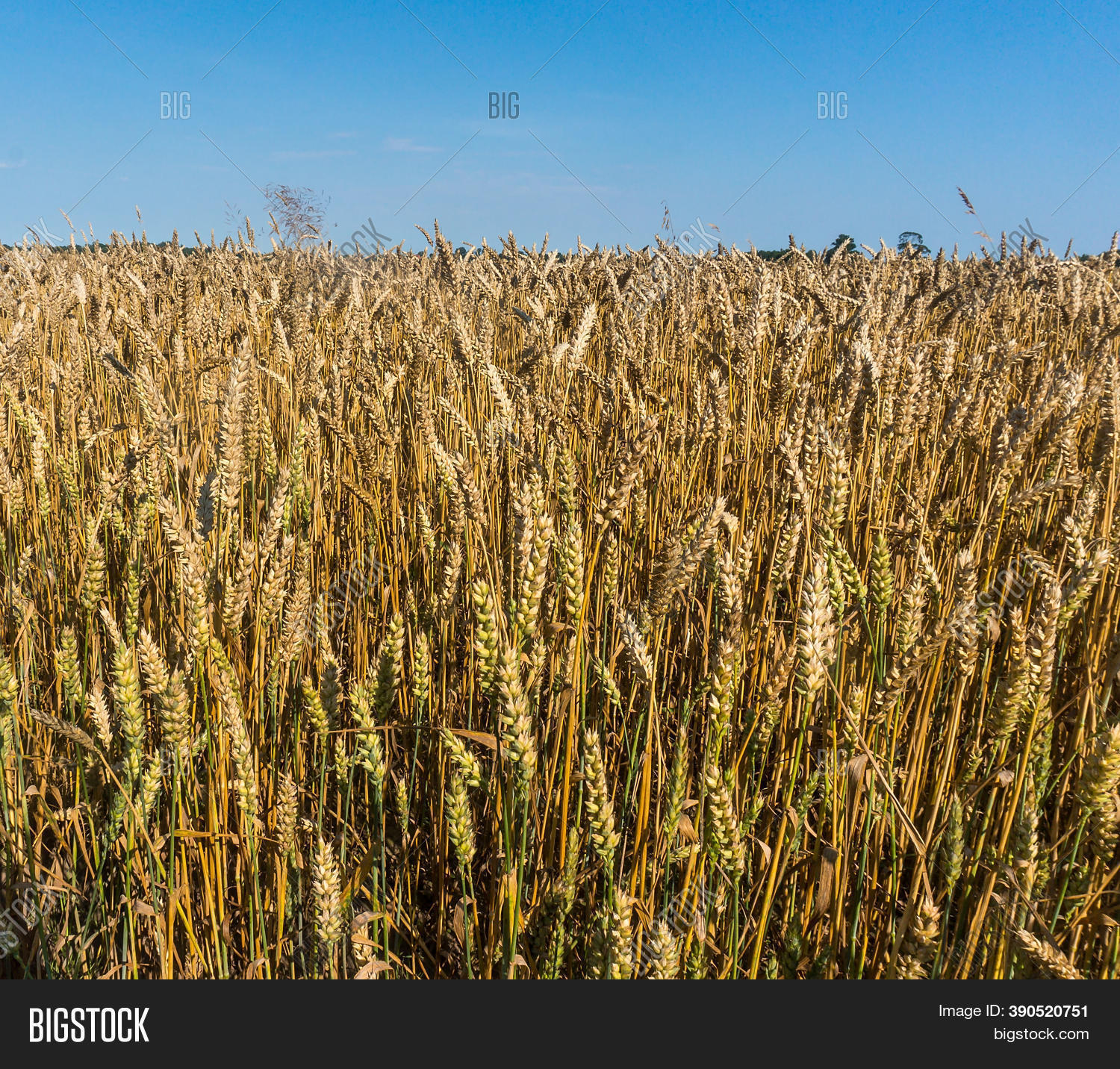Rye Wheat Grazed Field Image & Photo (Free Trial) Bigstock