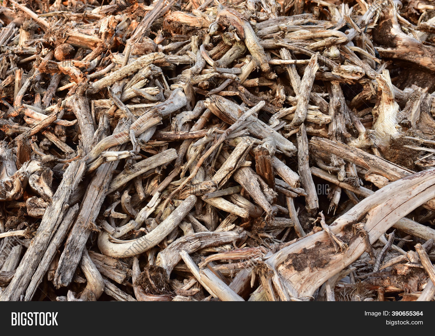 Pile Wood Roots. Root Image & Photo (Free Trial) Bigstock
