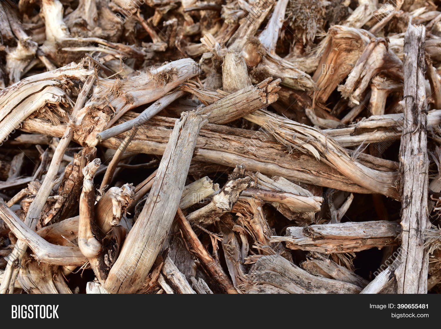 Pile Wood Roots. Root Image & Photo (Free Trial) Bigstock