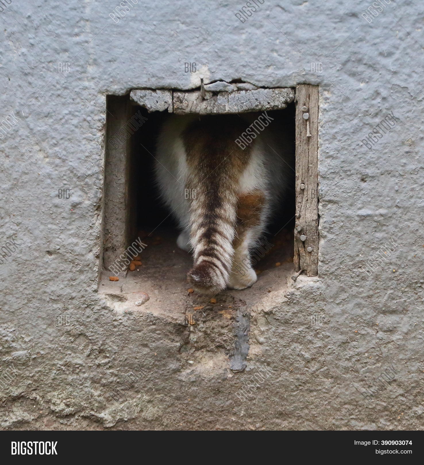 Cat Striped Tail Image & Photo (Free Trial) Bigstock