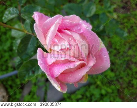 Delicate Pink Rose In Dew Drops. The Bud Began To Bloom. Rose Varieties Amazing Grace Myriam