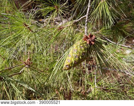 Photo Of Pinus Brutia Or Turkish Pine With Cone