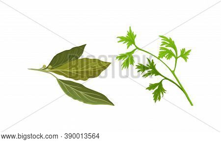 Parsley And Bay Leaf As Kitchen Potherbs Vector Set