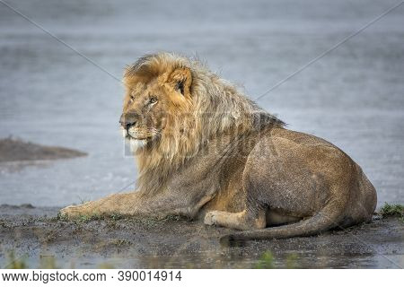 Male Lion Lying At The Edge Of Water In Muddy Grass Looking Alert In Ndutu In Tanzania