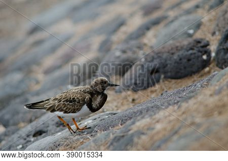 Ruddy Turnstone Arenaria Interpres In The Coast Of Arinaga.