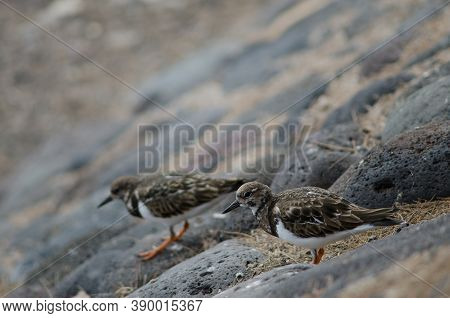Ruddy Turnstone Arenaria Interpres In The Coast Of Arinaga.