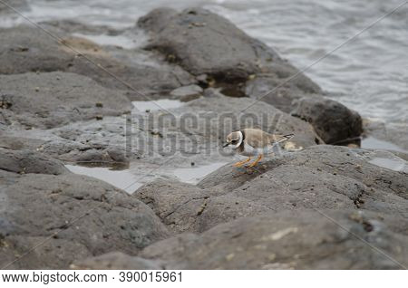 Common Ringed Plover Charadrius Hiaticula In Arinaga.