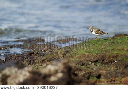 Ruddy Turnstone Arenaria Interpres In The Coast Of Arinaga.