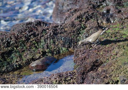 Common Sandpiper Actitis Hypoleucos Hunting In Arinaga.