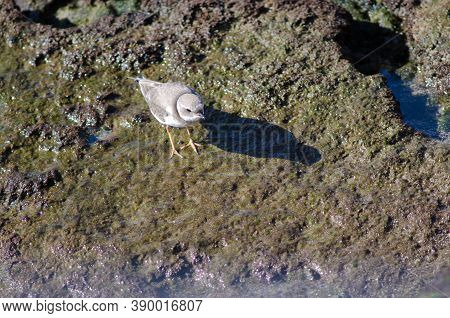 Common Ringed Plover Charadrius Hiaticula In Arinaga.