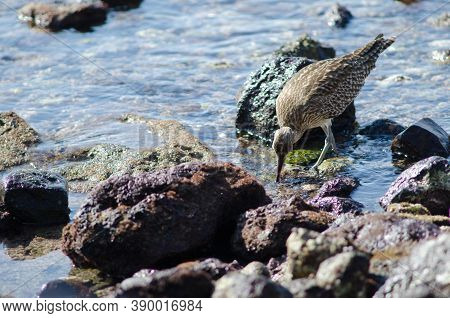 Whimbrel Numenius Phaeopus Searching For Preys In Arinaga.