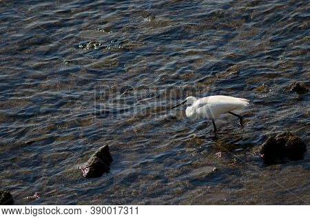 Little Egret Egretta Garzetta Fishing In Arinaga.