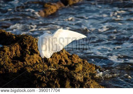 Little Egret Egretta Garzetta Preening In The Coast Of Arinaga.