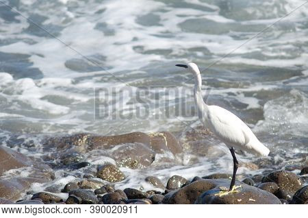Little Egret Egretta Garzetta In The Coast Of Arinaga.