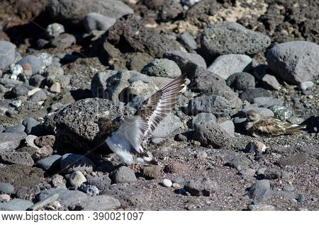 Ruddy Turnstones Arenaria Interpres In The Coast Of Arinaga.
