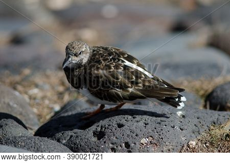 Ruddy Turnstone Arenaria Interpres In The Coast Of Arinaga.