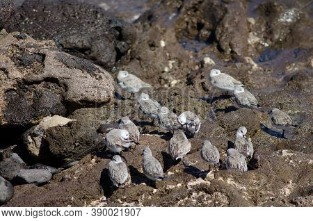 Flock Of Sanderling Calidris Alba In Arinaga.