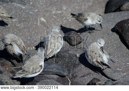 Sanderling Calidris Alba In The Coast Of Arinaga.