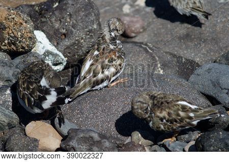 Ruddy Turnstones Arenaria Interpres Preening In Arinaga.
