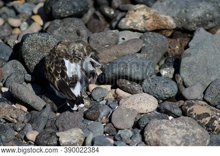 Ruddy Turnstone Arenaria Interpres Preening In Arinaga.
