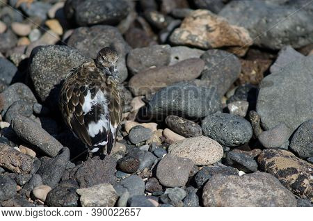 Ruddy Turnstone Arenaria Interpres Preening In Arinaga.