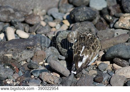 Ruddy Turnstone Arenaria Interpres Preening In Arinaga.