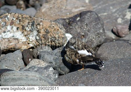 Ruddy Turnstone Arenaria Interpres Preening In Arinaga.
