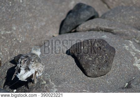 Sanderling Calidris Alba Shaking Its Plumage In Arinaga.