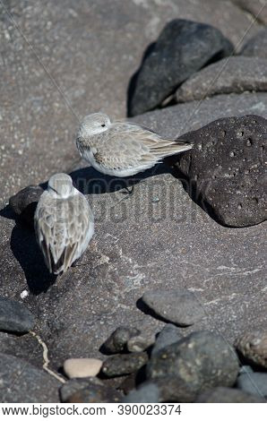 Sanderling Calidris Alba Resting In The Coast Of Arinaga.