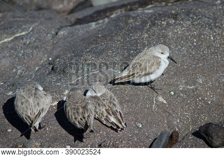 Sanderling Calidris Alba In The Coast Of Arinaga.