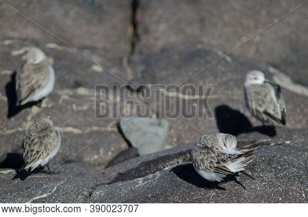 Sanderling Preening In The Coast Of Arinaga.