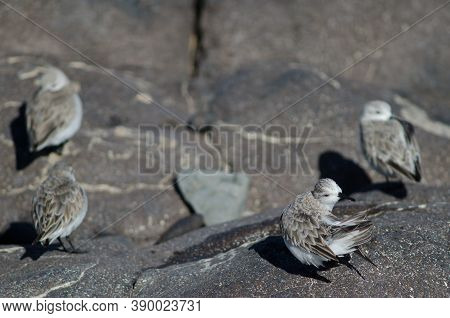 Sanderling Preening In The Coast Of Arinaga.