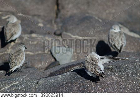 Sanderling Preening In The Coast Of Arinaga.