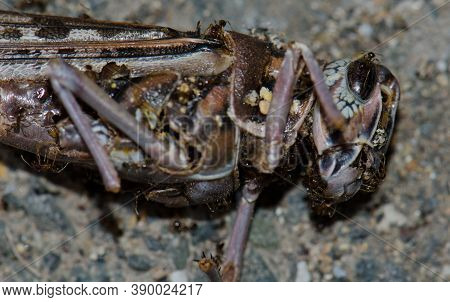 Ants On A Dead Desert Locust Schistocerca Gregaria.