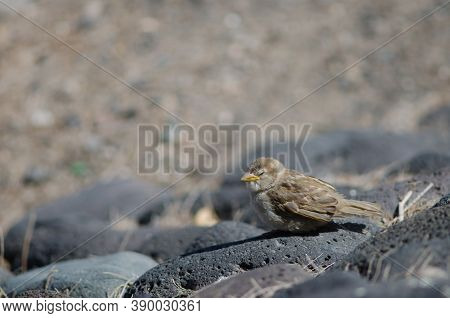 Juvenile Spanish Sparrow Passer Hispaniolensis In Arinaga.