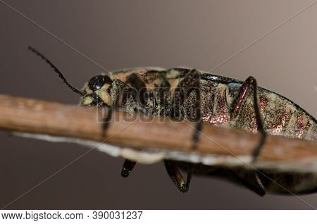 Jewel Beetle Buprestis Bertheloti On A Branch.