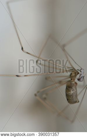 Daddy Long-legs Spider Pholcus Phalangioides With A Prey.