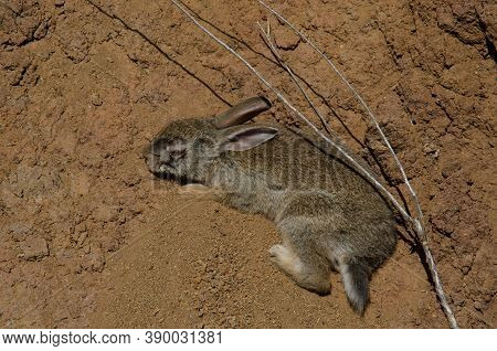 Sick European Rabbit Oryctolagus Cuniculus In El Juncal.