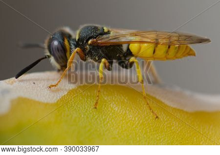 European Beewolf Philanthus Triangulum On A Cactus.