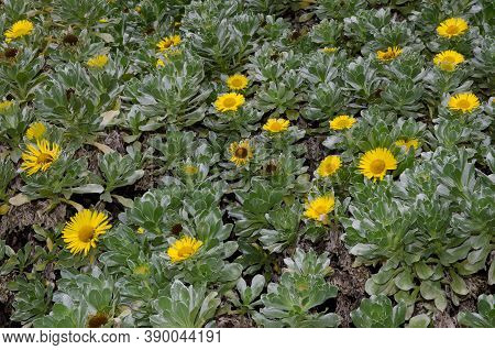 Canary Island Daisies Asteriscus Sericeus In Flower.