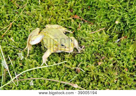 grÃ¼ne Frosch Lithobates Clamitans Moos