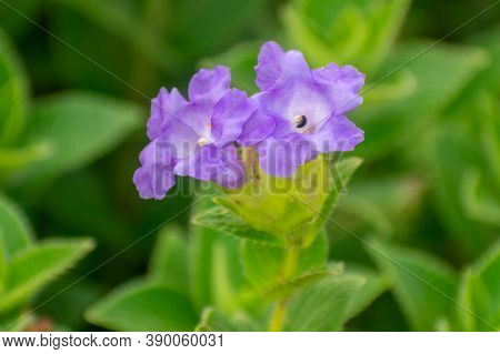Neelakurinji  Unique Flower Is A Species That Synchronizes Its Flowering Period, But Within A Period