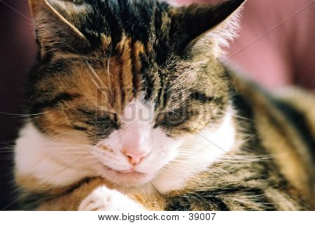 Domestic Cat