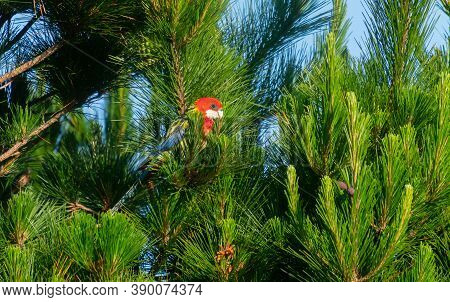 Eastern rosella thinking it\'s hiding in pine tree.
