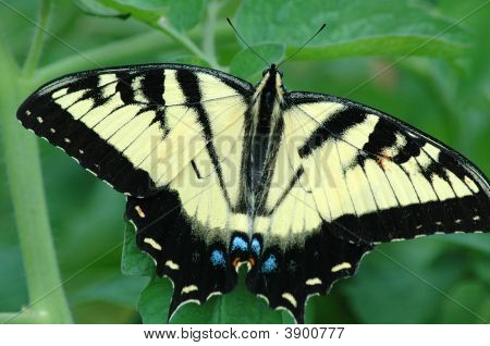 아름 다운 나비