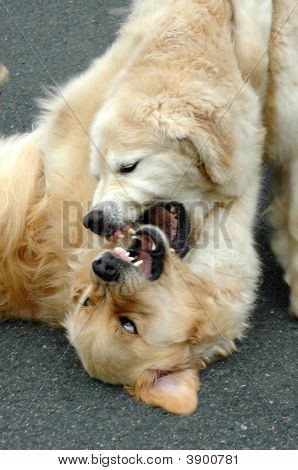 Ruff grezzo