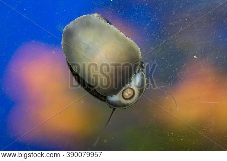 Zebra Racing Snail, Neritina Turrita Seen From Below On An Aquarium Pane While Grazing On The Algae.