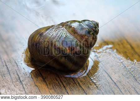 Marsh Snail, Viviparidae, Sits On A Wooden Walkway Above A Small Garden Pond.